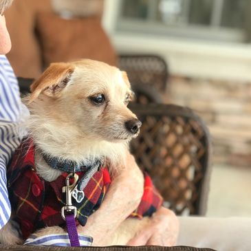 A little wiry haired Chorkie sitting on someone's lap as an emotional support dog