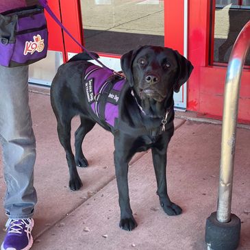 A black service dog outside a store