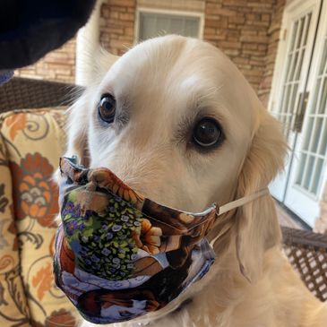 A therapy dog golden retriever with a mask on looking at the camera