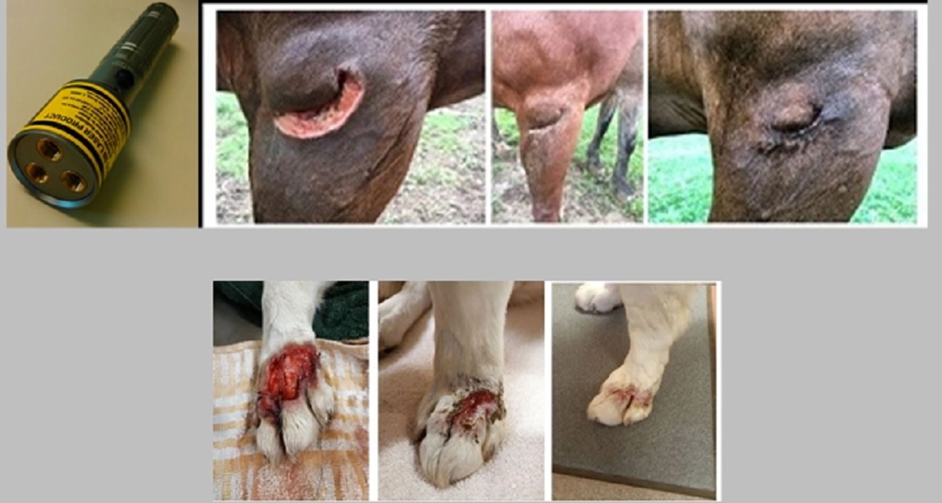 Horse and Dog Wounds Before And 5 Weeks After Using The Vetrolaser.
