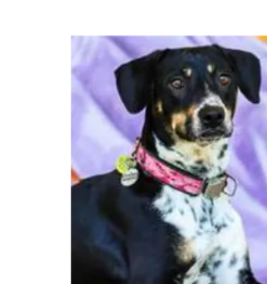 Annie is a black and white therapy dog that works with some of Paul's clients.