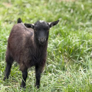 A small black goat stands on green grass, looking at the camera.