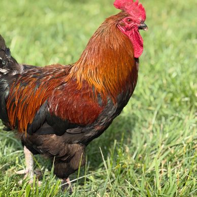 A colorful rooster standing on green grass.