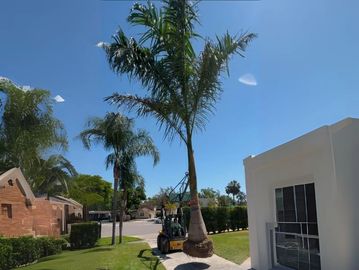 Tree Planting Service in Tampa Florida