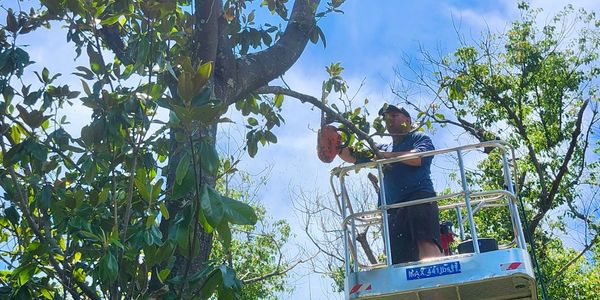 An expert arborist performing a tree trimming job in tampa florida for Lazzara Outdoors landscaping