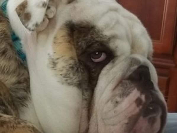 Close-up of a white and brown bulldog with a serious expression.