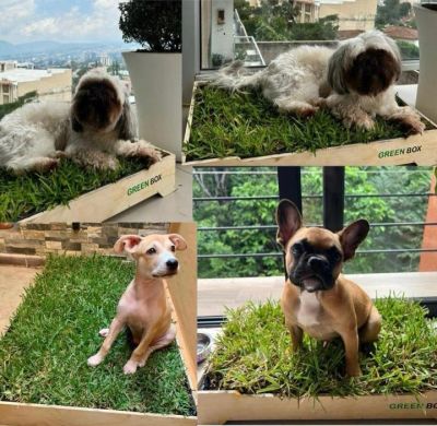 Four dogs sitting in boxes filled with artificial grass.