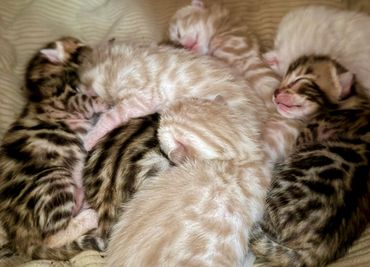 Bengal kittens available Massachusetts, Mybae Bengals