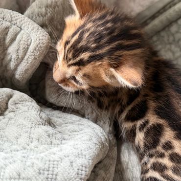 Brown rosetted Bengal kitten Mybae bengals