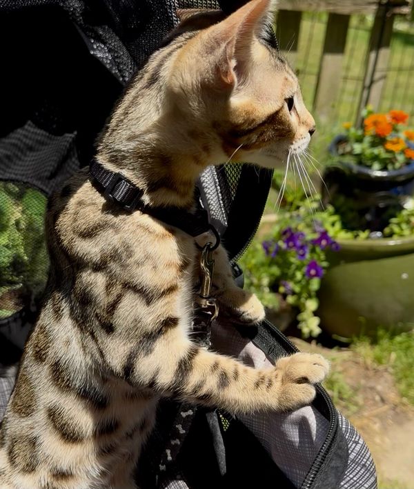 Spotted cat standing and looking out.