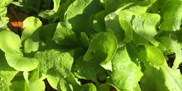 Lori Riley's virtual farm stand grows and sells fresh vegetables, fruit, nuts and eggs for pick up.