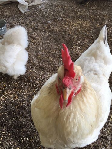 Free Range Non-GMO chicken products are key to your health. Learn the keys to good health.