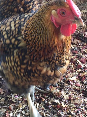 Free Range Non-GMO chicken products are key to your health. Learn about healthy foods.