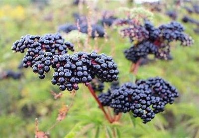 elderberry bush food herbs alkaline carbon based holistic elderberries sambuca immune booster health