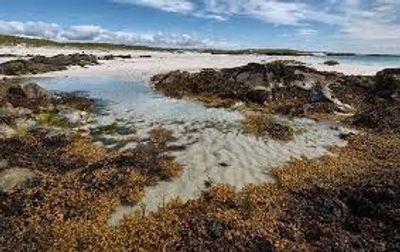 Irish sea moss herb alkaline food carbon based sea moss gel healthy food holistic natural herbal 