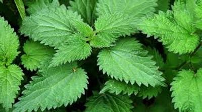 Stinging nettle herb plant leaves allergy relief natural remedy herbal holistic carbon based healthy