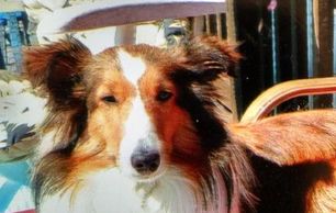 Destin Florida Vacation Sanddollar Rental Pet Friendly