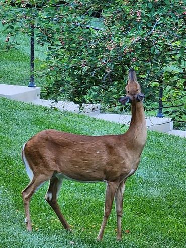 Should we take tree trimming out of the budget?