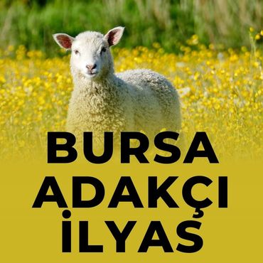 Bursa Adak Merkezi Adakçı İlyas Bursa Adaklık Fiyatları Küçükbaş Hayvan Fiyatları Kuzu Koyun Fiyatı