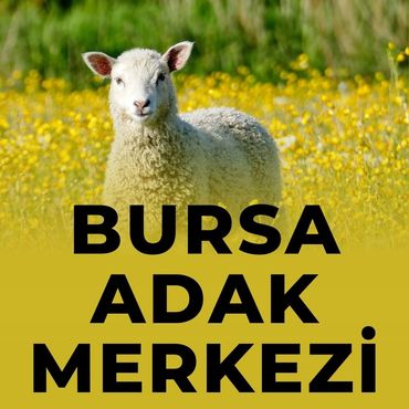 Bursa Adak Merkezi Adakçı İlyas Bursa Adaklık Fiyatları Küçükbaş Hayvan Fiyatları Kuzu Koyun Fiyatı
