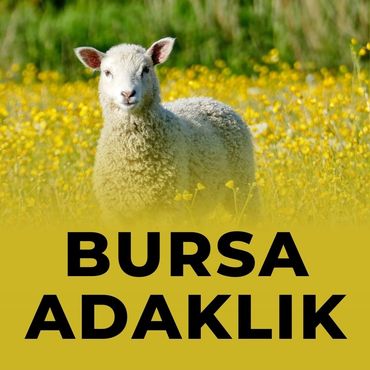 Bursa Adak Merkezi Adakçı İlyas Bursa Adaklık Fiyatları Küçükbaş Hayvan Fiyatları Kuzu Koyun Fiyatı