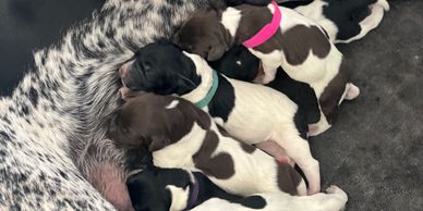 a GSP mom caring for her litter of puppies