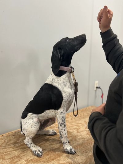 Westrock puppy Ellie during her obedience training on the training table