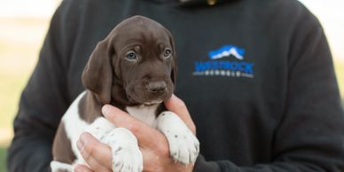 a german shorthaired pointer puppy, less than 8 weeks old