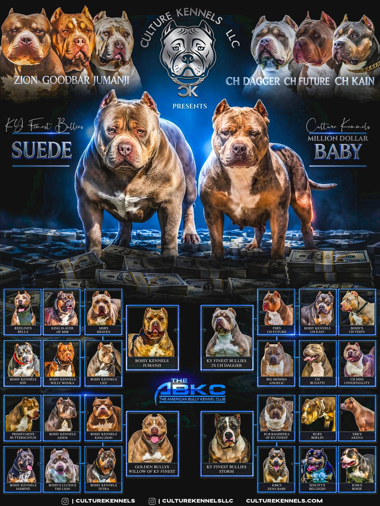 Photo collage showcasing American Bully dogs from Culture Kennels.