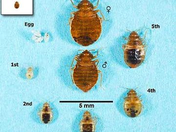 Bed Bug life cycle