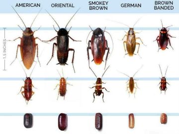 Cockroaches life cycle 