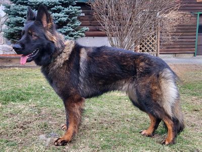 A German Shepherd with a dark sable coat standing on grass.