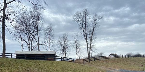 Shelter, fence and pasture