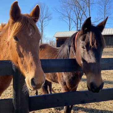 Senior rescue horses - Dulcie and Frega 