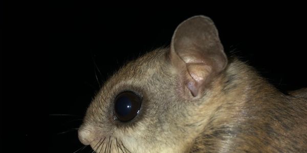 Southern Flying Squirrel 
wildlife removal from attic spaces
