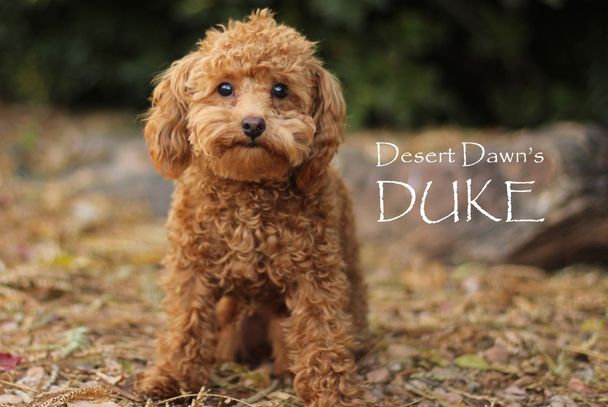 Red Toy Poodle Stud
