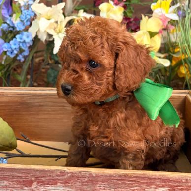 Curly brown puppy with a green ribbon sitting among flowers.