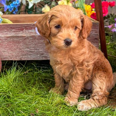 Mini Goldendoodle