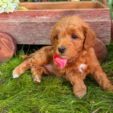Adorable brown puppy with a pink tongue lying on green grass.