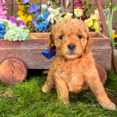 Adorable curly-haired puppy sitting on grass with a wooden cart of colorful flowers behind.