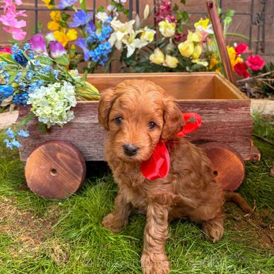 Adorable curly-haired puppy with a red bow sitting on grass near a wooden cart and colorful flowers.