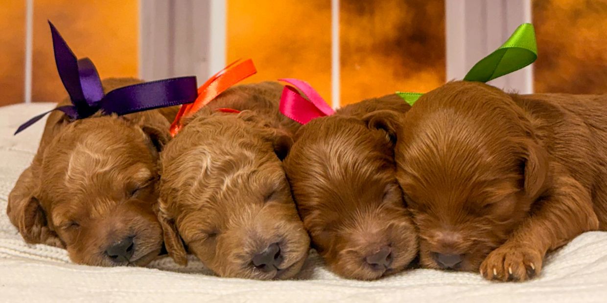 Four sleeping puppies with colorful ribbons.