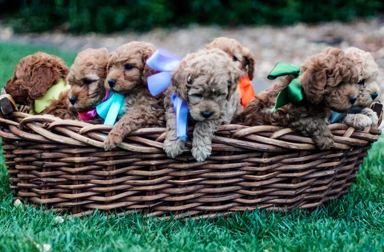 Mini and Micro-Mini/Petite Goldendoodle Puppies for Sale. Dixie and Duke's Mini F1b litter.