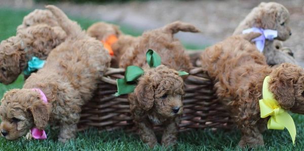 Goldendoodle for sale socialized in home with 2 year health guarantee