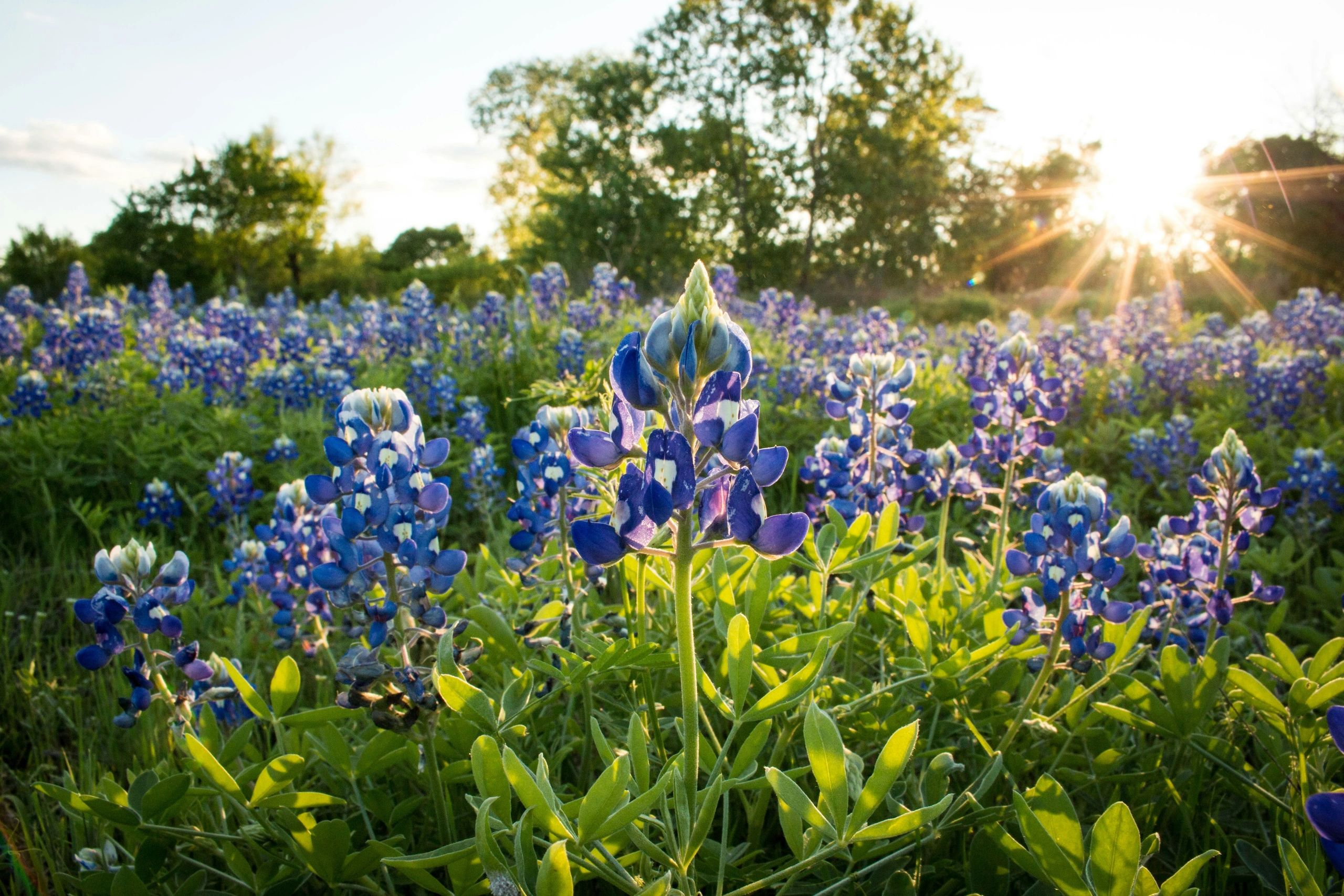 Field of bluebonnet flowers with sunlight.