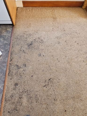 Beige carpet with dark stains, next to a kitchen floor.
