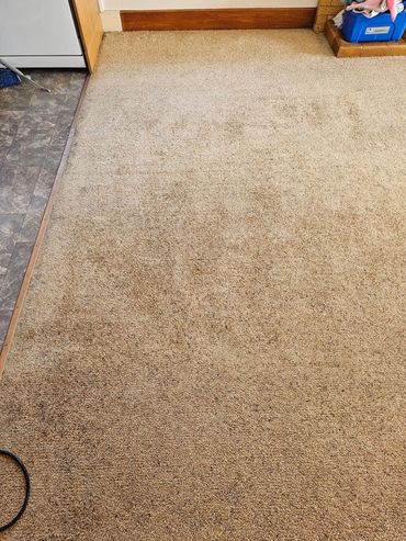 A beige carpet with various stains and a tiled floor edge.