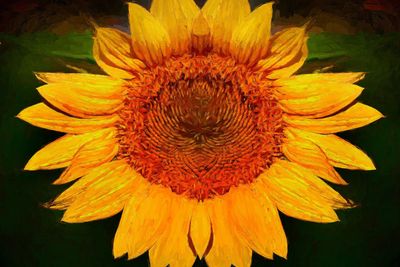 'Sunflower' by David Fattaleh