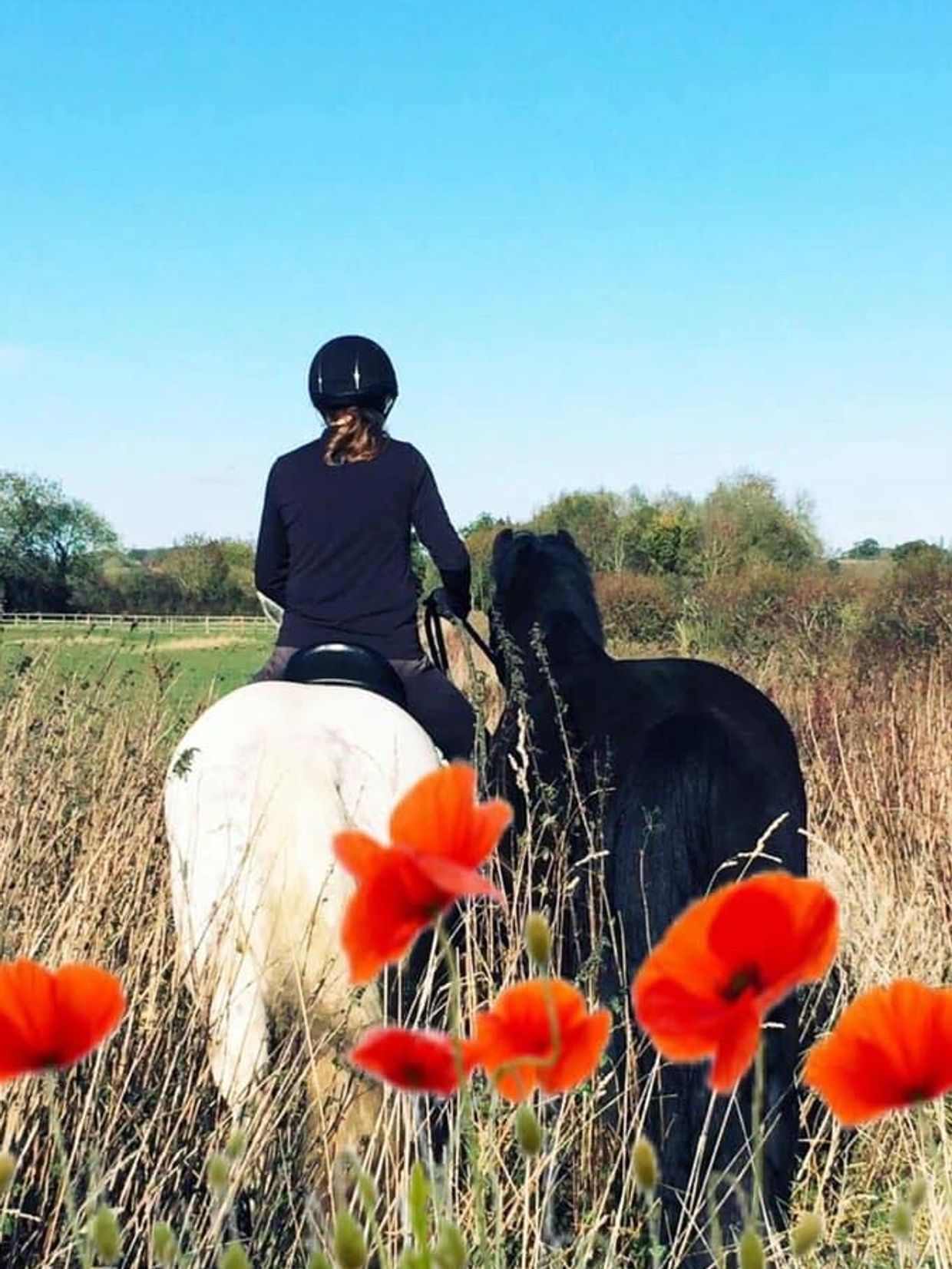 Tracy leading Cardi a Welsh section D Cob from her family’s home-bred Mare Queenie