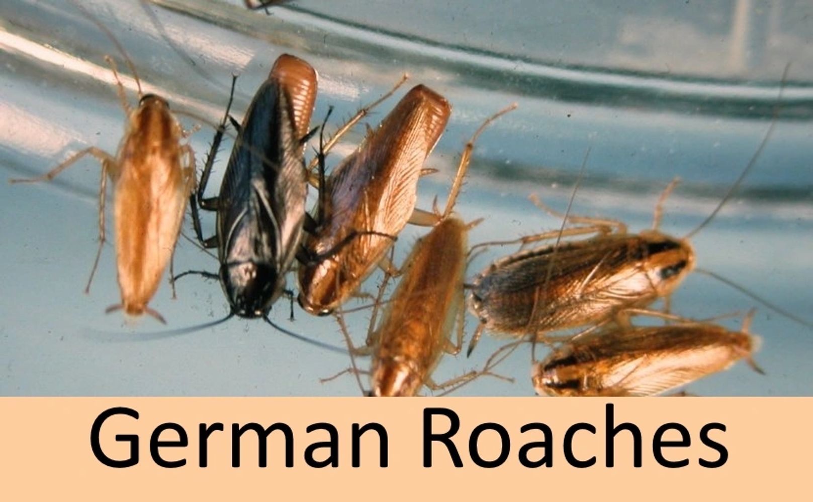 Roaches are Gone!! Rids roaches wherever they may be found in 3-4 days max!